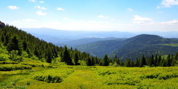 Zahlreiche Wanderwege führen nahe der tschechischen Grenze durch die Wälder des Bayerischen Waldes und bieten herrliche Ausblicke