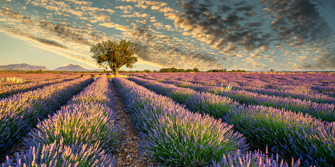 Im Juli steht der Lavendel in voller Pracht, wie hier auf dem Plateau de Valensole