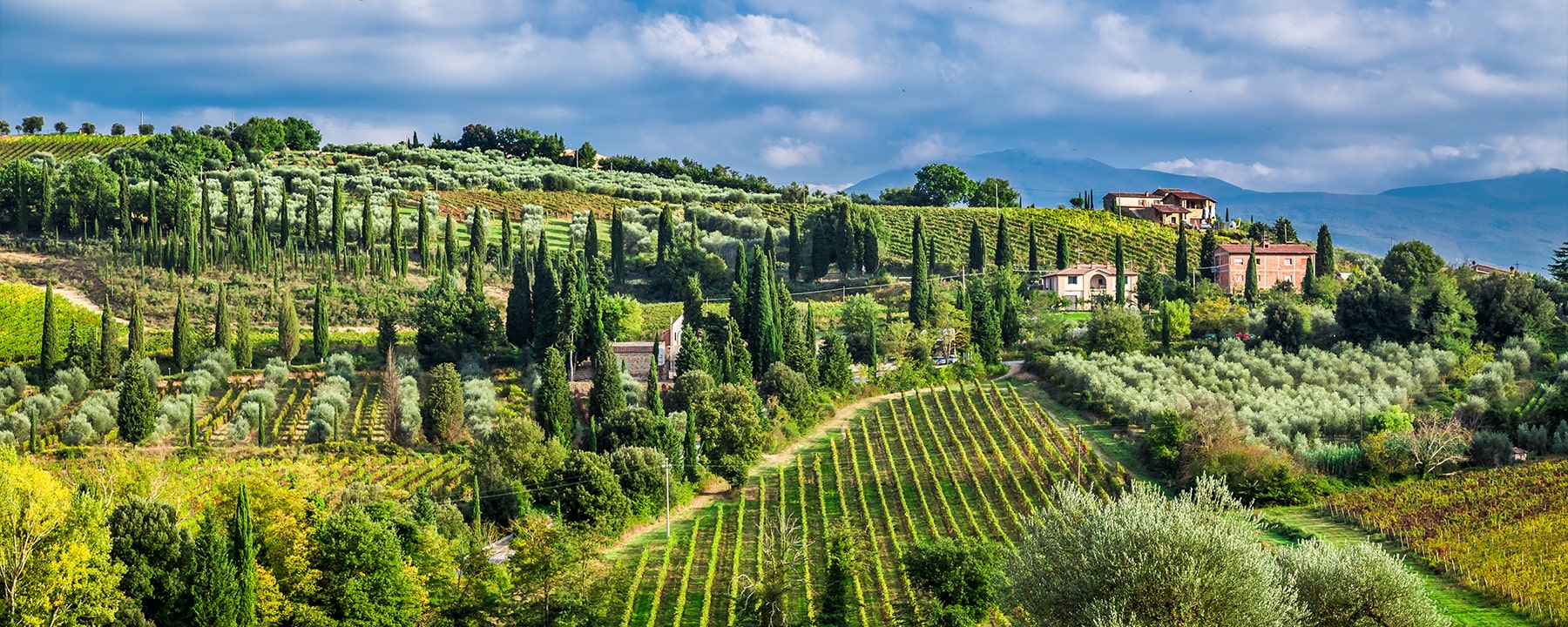 Die Weinberge um Montalcino prägen das Landschaftsbild mit ihren sanften Reihen der Sangiovese-Reben, aus denen der weltberühmte Brunello-Wein entsteht