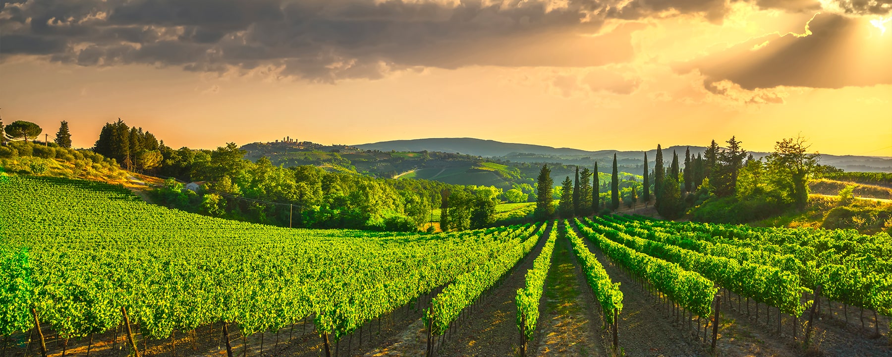 San Gimignano liegt malerisch eingebettet in die sanften Hügel der Toskana, umgeben von Olivenhainen und berühmten Weinbergen, die den hochwertigen Vernaccia-Wein produzieren